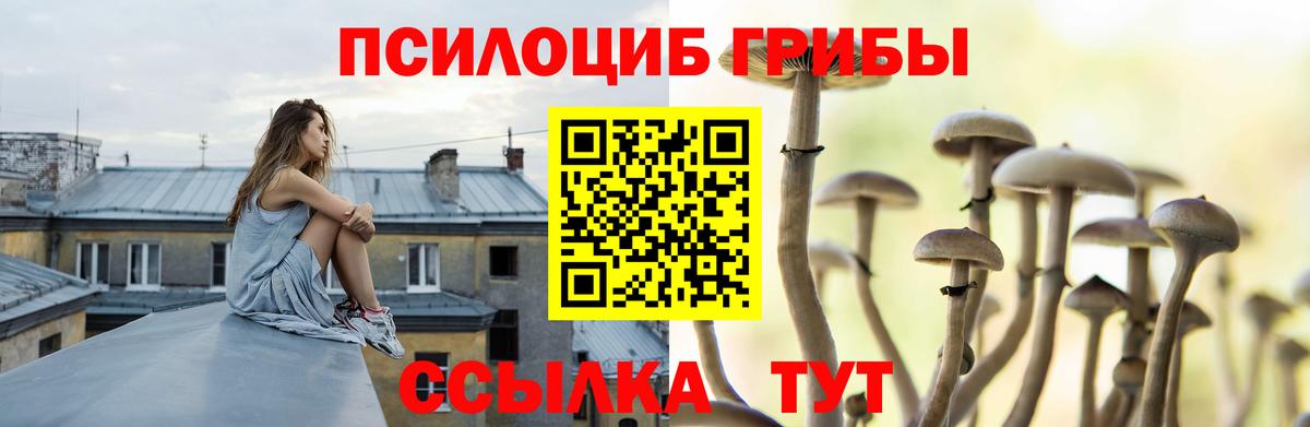 Новошахтинск  что такое   Вход с VPN  Галлюциногенные грибы Psilocybe 